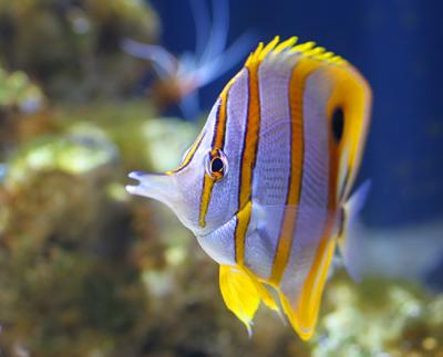 Copperband Butterflyfish