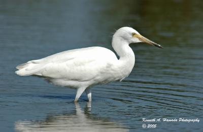 Snowy Egret 0001.jpg