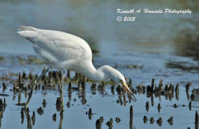 Snowy Egret 0002.jpg