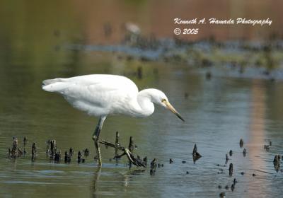 Snowy Egret 0003.jpg