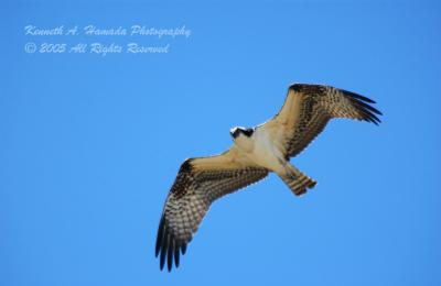 Osprey 001.jpg