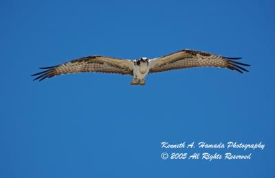 Osprey 002.jpg
