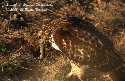 Red Tailed Feeding 001.jpg