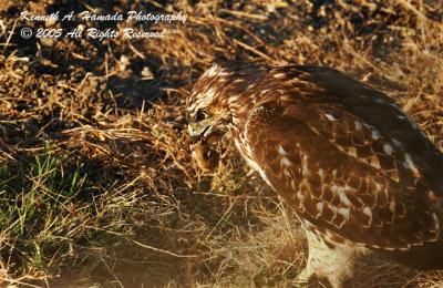 v3/02/582902/3/48967696.RedTailedHawk003.jpg