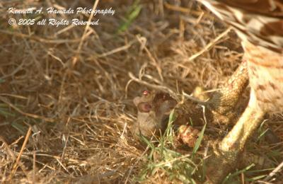 Red Tailed Feeding 003.jpg