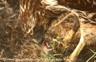Red Tailed Feeding 004.jpg