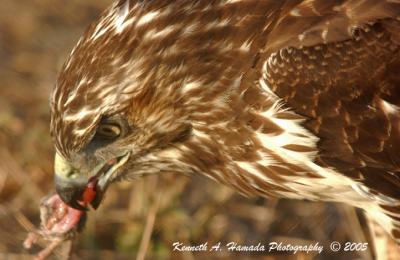 Red Tailed Feeding 005.jpg
