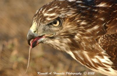 Red Tailed Feeding 006.jpg