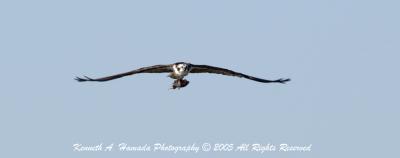 Osprey 009.jpg