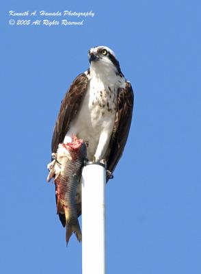 Osprey 012.jpg