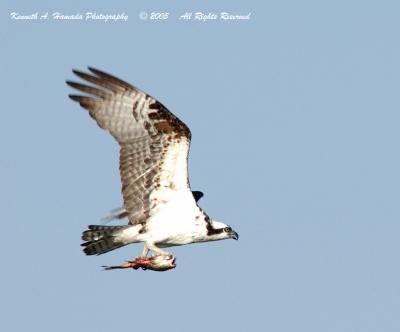 Osprey 014.jpg
