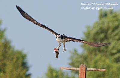 Osprey 015.jpg