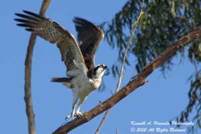 Osprey 019.jpg