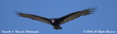 Turkey Vulture 002.jpg