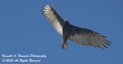 Turkey Vulture 003.jpg