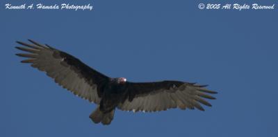 Turkey Vulture 004.jpg