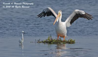 White Pelican 001.jpg