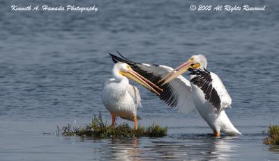 White Pelican 002.jpg