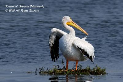 White Pelican 004.jpg