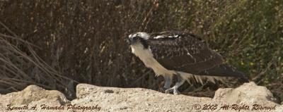 Osprey Feeding 002.jpg