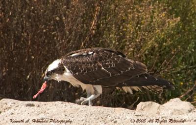 Osprey Feeding 003.jpg