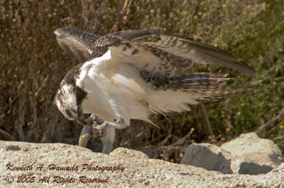 Osprey Feeding 004.jpg