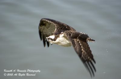 Osprey 023.jpg