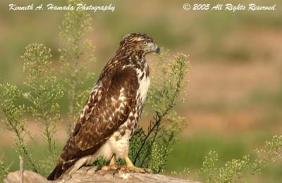 Red Tailed Hawk 0002.jpg