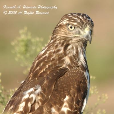 Red Tailed Hawk 0003.jpg