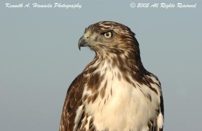 Red Tailed Hawk 0006.jpg