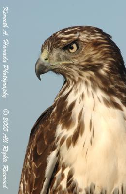 Red Tailed Hawk 0008.jpg