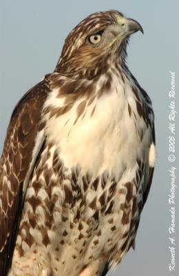 Red Tailed Hawk 0009.jpg