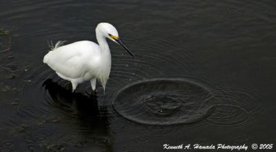 Snowy Egret 0011.jpg