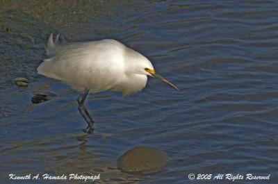 Snowy Egret 0013.jpg