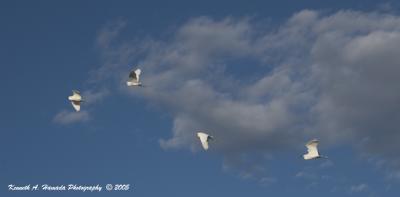 Snowy Egret 0014.jpg