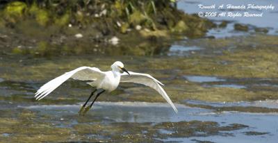 Snowy Egret 0015.jpg