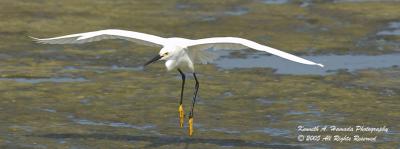 Snowy Egret 0016.jpg