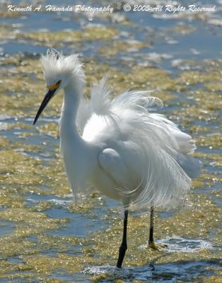 Snowy Egret 0017.jpg