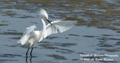 Snowy Egret 0019.jpg