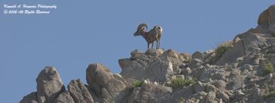 Big Horn Sheep 001.jpg