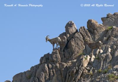 Big Horn Sheep 002.jpg