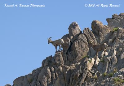 v3/02/582902/3/51559925.BigHornSheep002.jpg