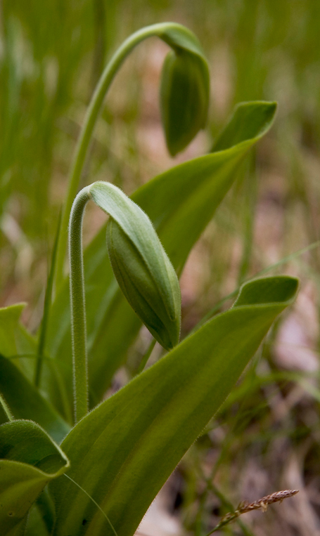 Shy Ladyslippers