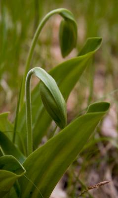 Shy Ladyslippers