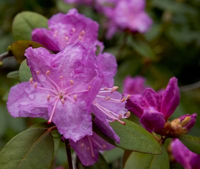 Wet Azalea
