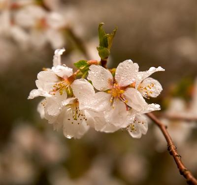 Cherries in rain