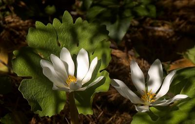 Bloodroot dappled