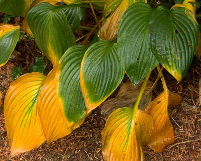Hosta in fall