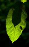 Backlight