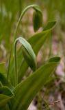 Shy Ladyslippers